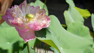 粉红色的莲花花绿色叶子池塘美丽的部分白色莲花花象征佛教浮动池塘水阳光明媚的一天佛教宗教花背景